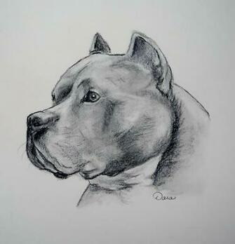 American Staffordshire Terrier Photo And Wallpaper Beautiful