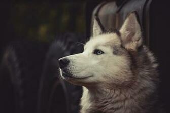 Wallpaper Husky Dog Muzzle Eyes