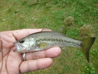 Wallpaper For Largemouth Bass