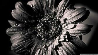 Wallpaper Black And White Gerbera HD 1080p Upload At April