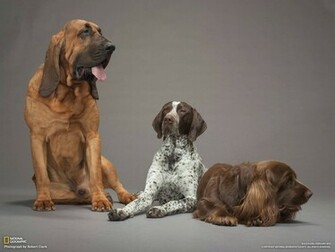 Bloodhounds Wallpaper Funny Animals