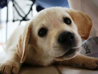 Photo Close Up Of A Puppy