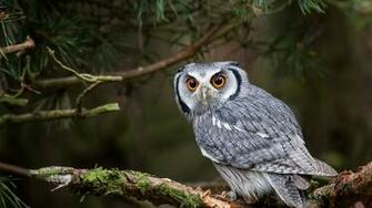Wallpaper White Faced Shovel Owl Bird Eye Predator 4k