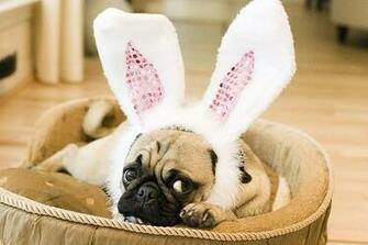 Easter Pug In The Basket Photo And Wallpaper Beautiful