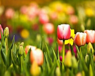 Multicoloured Spring Tulips Desktop Pc And Mac Wallpaper