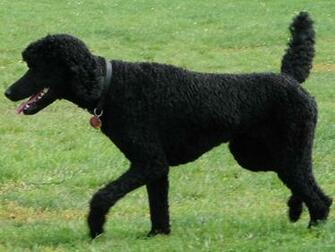 Standard Poodle Desktop Wallpaper Dogbreedswallpaper