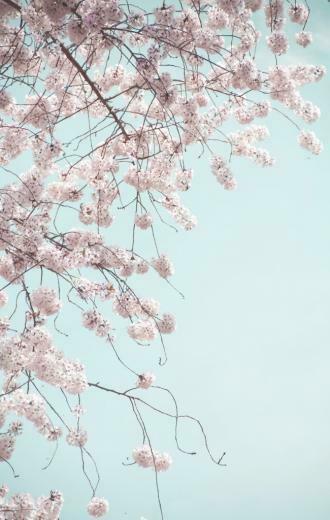 Soft Spring Beauty Waxwing Art Photos