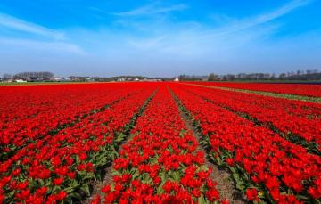 Wallpaper Field Flowers Blue Bright Spring Tulips Red