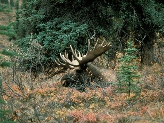 Enjoy This Moose Background Wallpaper