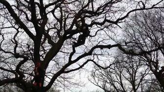 Petzl Arborist Wallpaper At Wallpaperbro