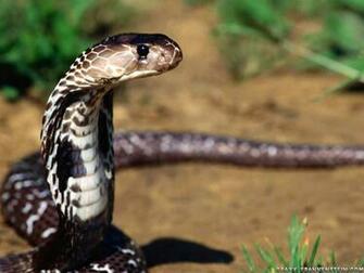Wallpaper Thusspokebelinsky King Cobra Snake