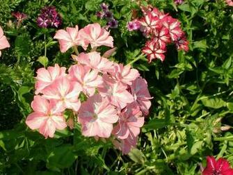 Flower Screensaver Popular Screensavers Original