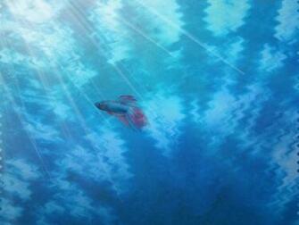 Tie Dyed Beta Fish Desktop And Mobile Wallpaper Wallippo