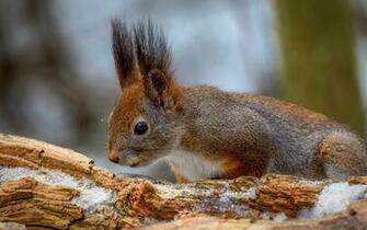 Beautiful Wallpaper Squirrels