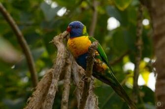 Rainbow Lorikeet Background High Quality Background