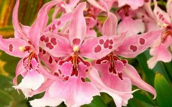 Pink Orchids Wallpaper