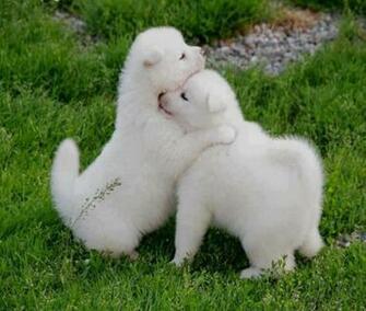 Beautiful Wallpaper For Desktop HD Puppies Dogs