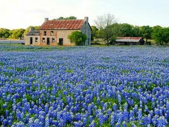 Texas Blue Flowers Bluebonnet Wallpaper Art HD