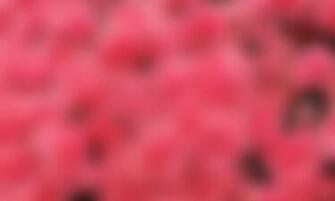 Pink Wallpaper Desktop