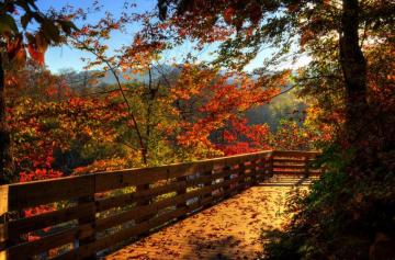 Fall Morning Walk Photograph By Greg And Chrystal Mimbs Fine Art
