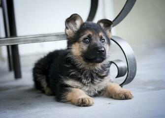 German Shepherd Puppies Cute Pictures Pets World