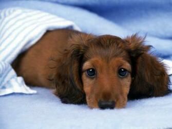 Brown Cocker Spaniel Wallpaper 3d For Desktop