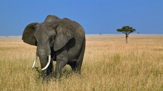 Elephant Walks Under The Blue Sky Animal Wallpaper Hi
