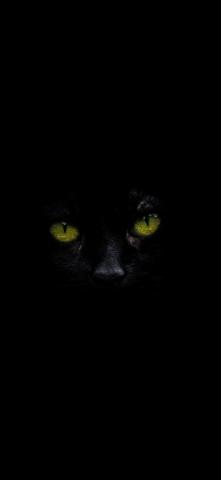 Black Cat With Green Eyes Amoled Wallpaper In