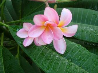 Pink Plumeria Frangipani Temple Tree