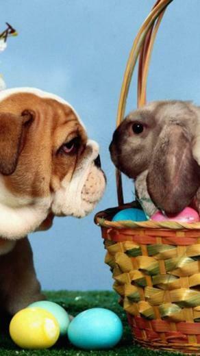Lovely Easter Bunnies iPhone HD Wallpaper