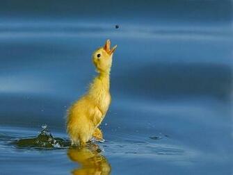 Wallpaper Pc Computer A Hungry Duckling
