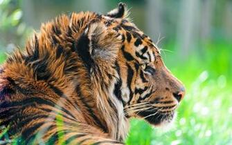 Sumatran Tiger Grass X Close