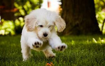 Puppy Wallpaper For Computer Image
