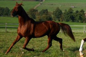 American Saddlebred Stock By Luda