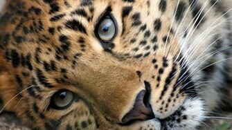 Leopard HD Wallpaper FullHDwpp Full