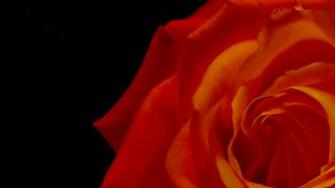 Mandolux Glowingr Flower Wallpaper High Resolution HD
