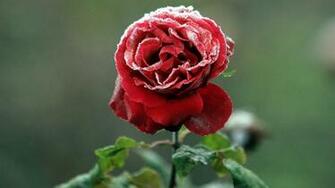 Gulab Ka Phool Wallpaper HD Group Good Night Image