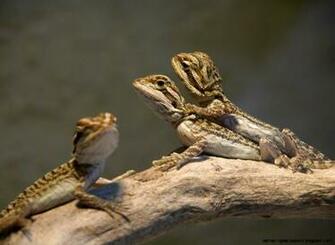 Baby Bearded Dragon Wallpaper Amazing