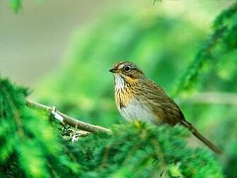 Lincoln Sparrow Beautiful Birds Wallpaper
