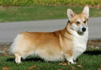 Corgi Pembroke Dog Photo And Wallpaper Beautiful Lovely Welsh