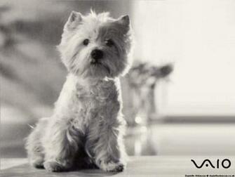 Westie Wallpaper