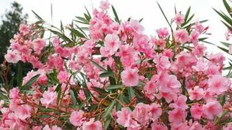 Flowers Bush Apocynaceae Stock Photos Image HD Wallpaper