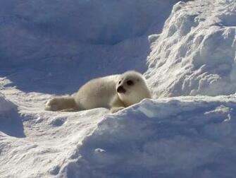 Harp Seal Wallpaper