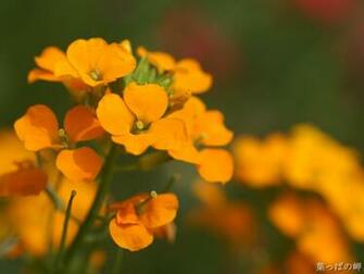 Orange Flower Wallpaper HD Widescreen Desktop Background