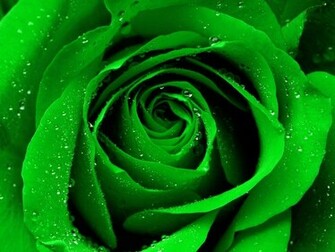 HD Green Rose Wallpaper Best