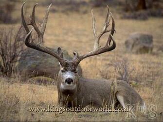 Mule Deer Wallpaper