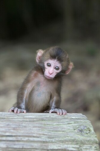 Adorable Baby Monkey Wallpaper
