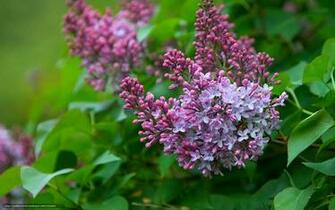 Wallpaper Spring Lilac Bush Leaves Desktop