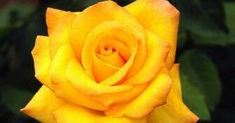 Wallpaper Background Screensavers Yellow Roses Pictures Rose