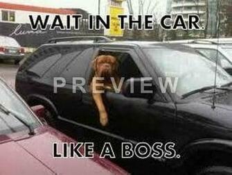 Like A Boss Wallpaper